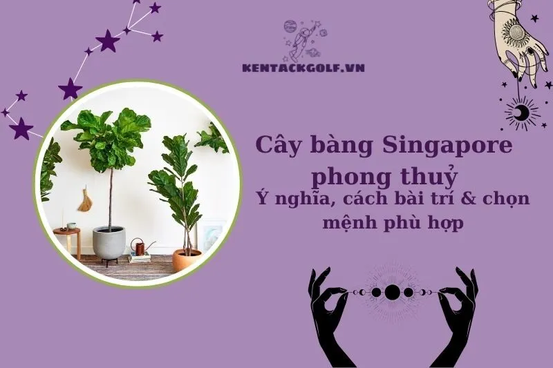 Cây Bàng Singapore Phong Thuỷ: Ý Nghĩa, Cách Chọn Và Chăm Sóc