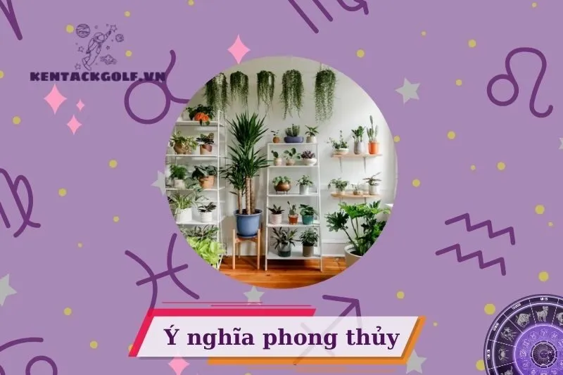 Cây cảnh phong thủy là gì? Ý nghĩa và vai trò trong cuộc sống