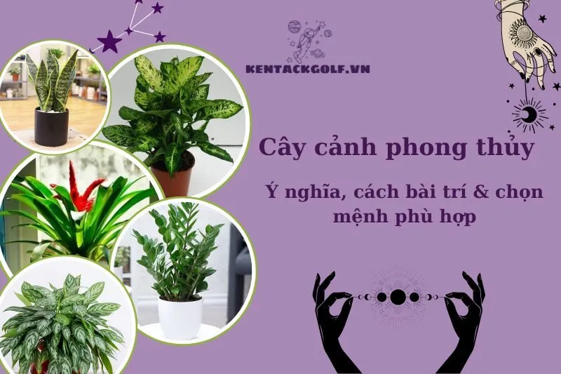 Cây cảnh phong thủy: Ý nghĩa, cách chọn và bố trí để thu hút tài lộc
