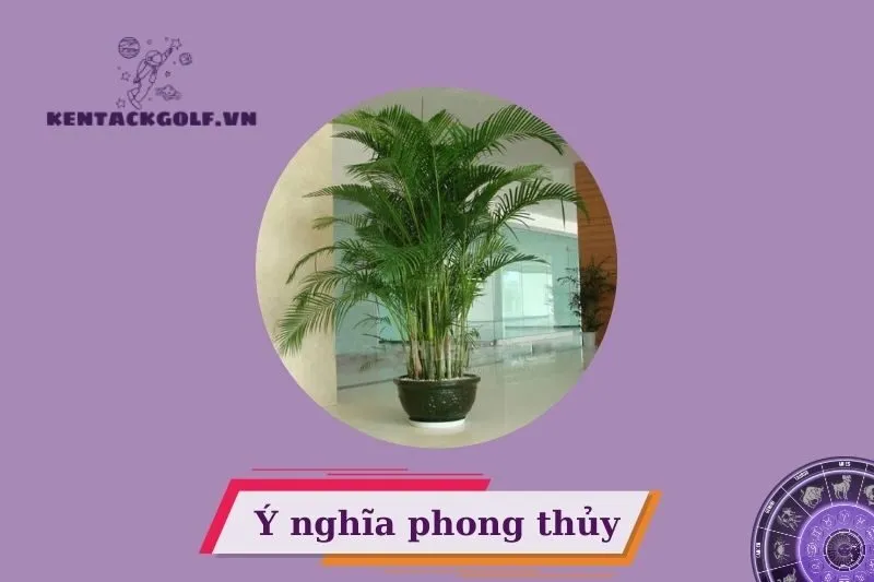 Ý nghĩa phong thủy của cây cau cảnh