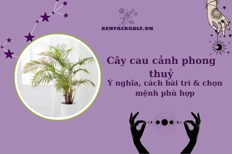 Cây cau cảnh phong thủy: Ý nghĩa, cách trồng và hợp mệnh nào?