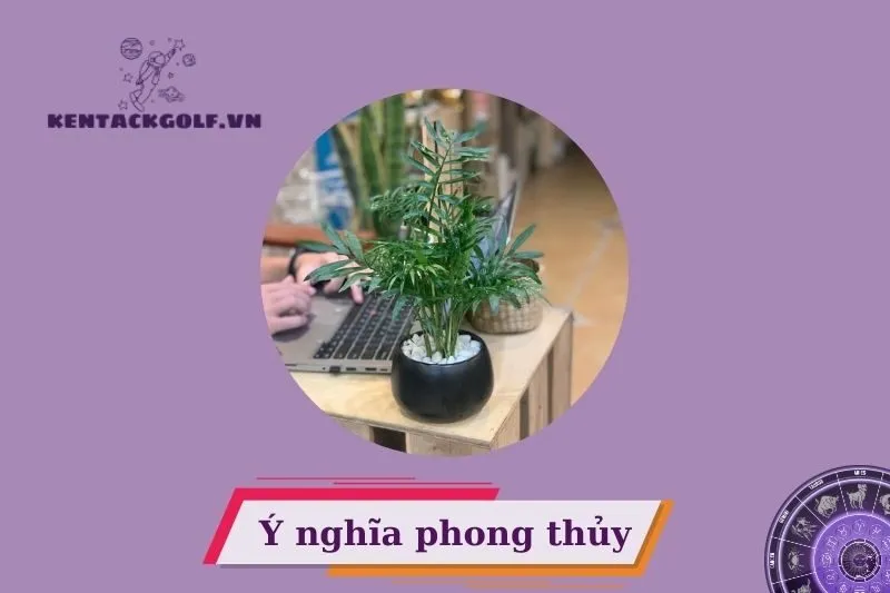 Cây cau tiểu trâm phong thủy là gì?