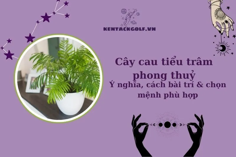 Cây cau tiểu trâm phong thủy: Ý nghĩa, hợp mệnh & cách chăm sóc