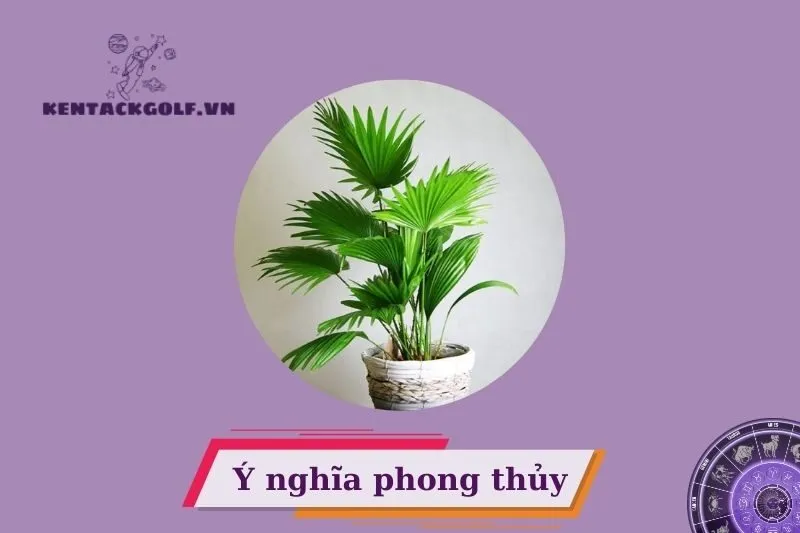 Cây cọ cảnh phong thuỷ có ý nghĩa gì?