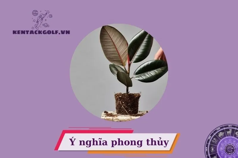 Cây đa búp đỏ phong thủy có ý nghĩa gì?