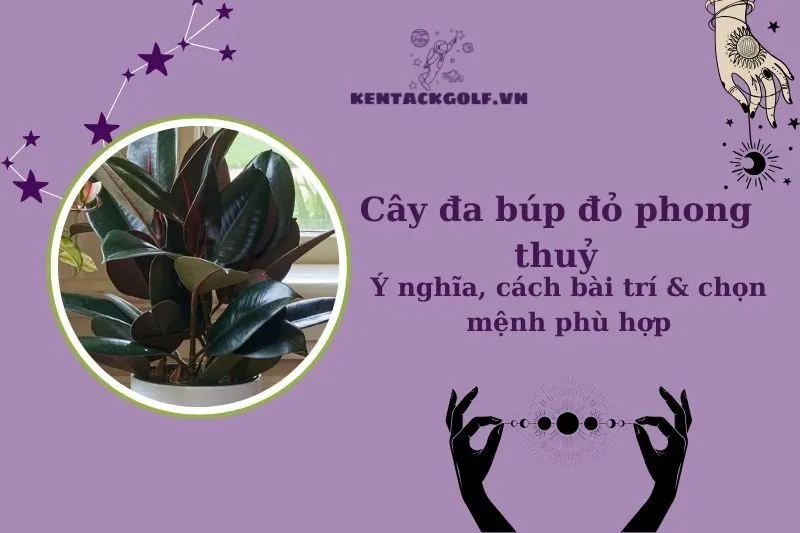 Cây đa búp đỏ phong thủy: Ý nghĩa, công dụng và cách trồng chuẩn