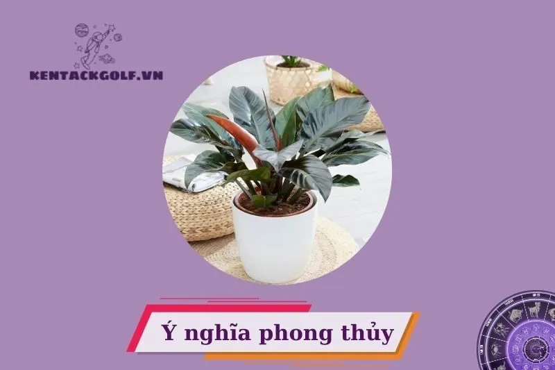 Cây đế vương phong thủy có ý nghĩa gì?