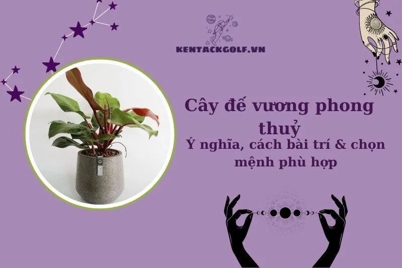 Cây đế vương phong thủy: Ý nghĩa, công dụng và cách trồng chuẩn