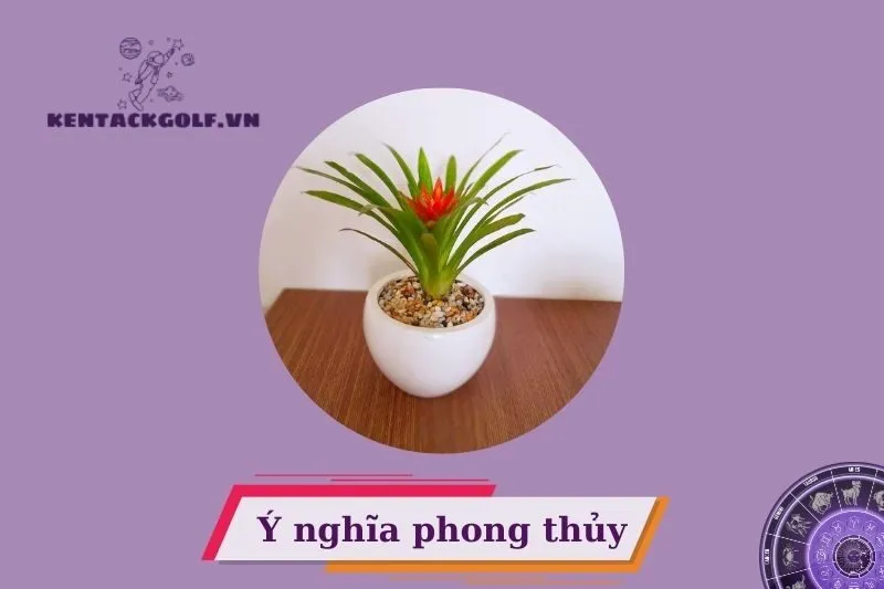 Cây dứa cảnh nến phong thủy là gì? Đặc điểm và nguồn gốc