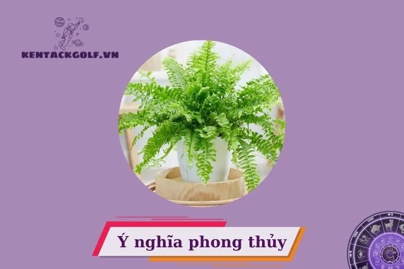 Cây dương xỉ phong thủy có ý nghĩa gì?