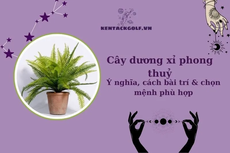 Cây dương xỉ phong thủy: Ý nghĩa, cách trồng và bố trí hợp mệnh