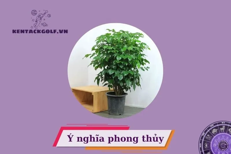 Ý Nghĩa Phong Thủy Của Cây Hạnh Phúc