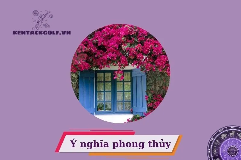 Cây hoa giấy phong thuỷ mang lại điều gì cho gia đình bạn?