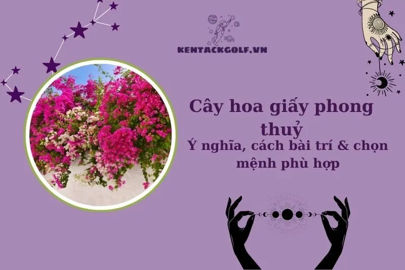Cây Hoa Giấy Phong Thuỷ: Ý Nghĩa, Cách Trồng Và Bài Trí Hợp Mệnh