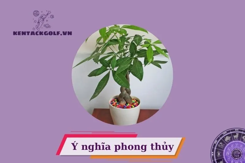 Cây kim ngân phong thuỷ có ý nghĩa gì?