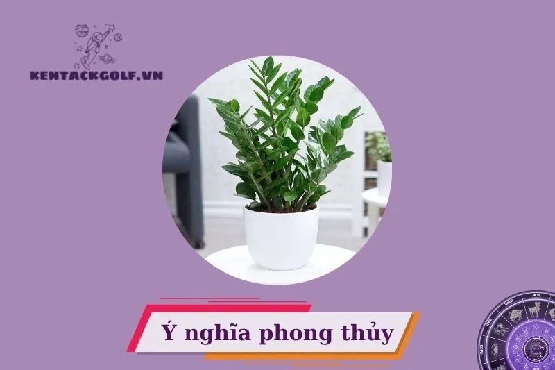 Cây kim tiền phong thủy có ý nghĩa gì?