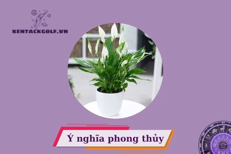 Ý nghĩa phong thủy của cây lan ý