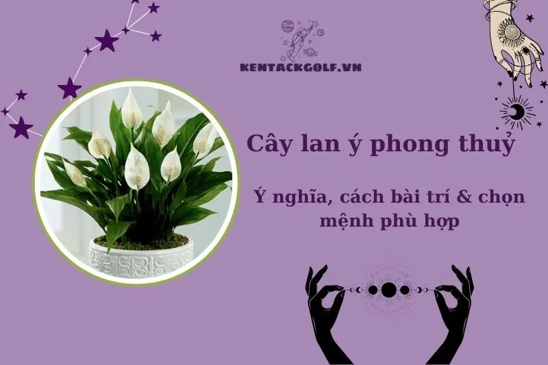 Cây Lan Ý Phong Thủy: Ý Nghĩa, Công Dụng và Cách Chăm Sóc