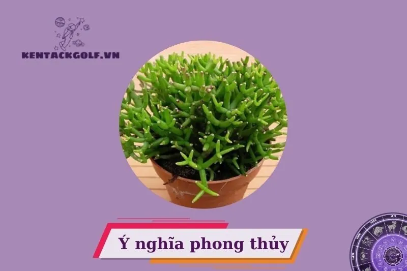 Cây lộc nhung phong thủy là gì? Đặc điểm nhận dạng