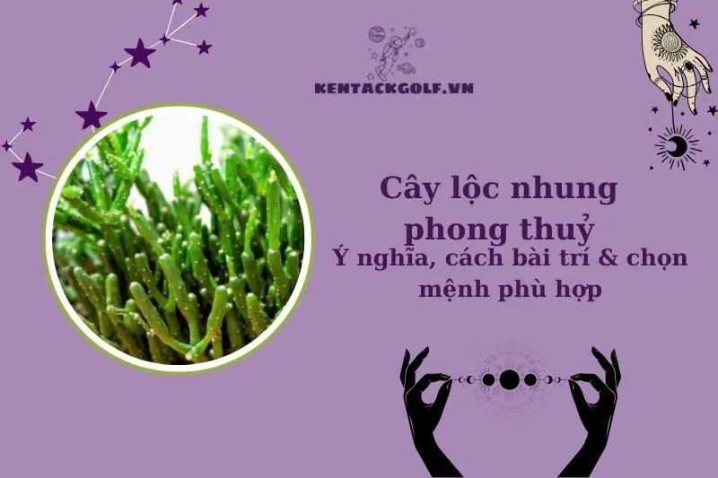 Cây Lộc Nhung Phong Thủy: Ý Nghĩa, Công Dụng Và Cách Bài Trí