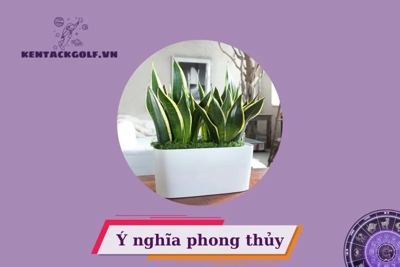 Cây lưỡi hổ phong thủy là gì? Có ý nghĩa gì trong phong thủy?