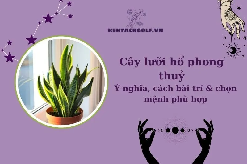 Cây Lưỡi Hổ Phong Thủy: Ý Nghĩa, Hợp Mệnh Gì, Cách Đặt Đúng