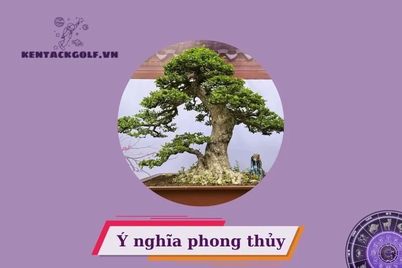 Ý nghĩa phong thủy của cây mai chiếu thủy