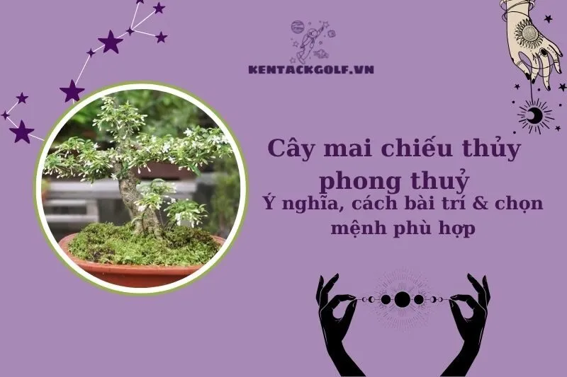 Cây Mai Chiếu Thủy Phong Thủy: Ý Nghĩa, Cách Chọn & Chăm Sóc