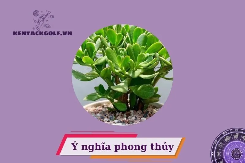 Cây ngọc bích phong thủy là gì? Đặc điểm và nguồn gốc