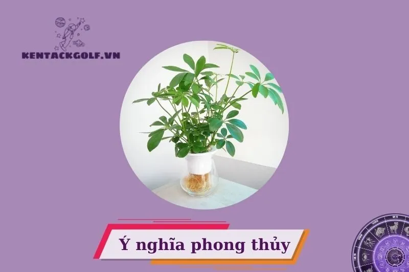 Cây ngũ gia bì phong thủy có ý nghĩa gì?