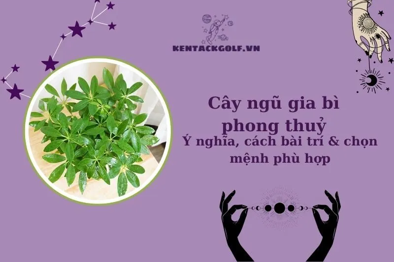 Cây ngũ gia bì phong thủy: Ý nghĩa, cách trồng và bài trí hợp mệnh
