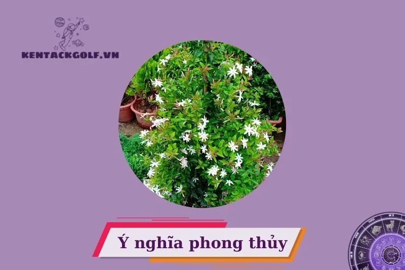 Cây nguyệt quế phong thủy có ý nghĩa gì?