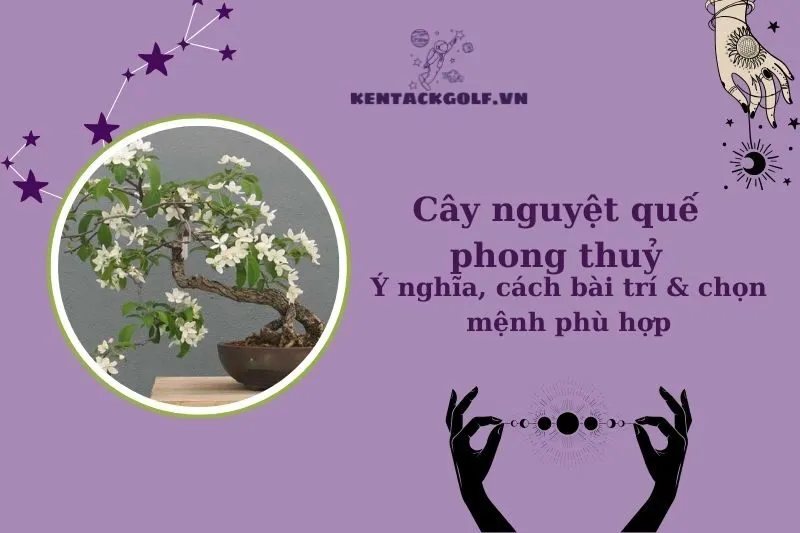 Cây nguyệt quế phong thủy: Ý nghĩa, hợp tuổi nào, cách trồng chuẩn