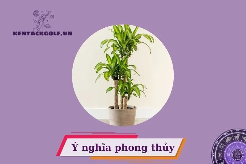 Cây phát tài phong thủy là gì?