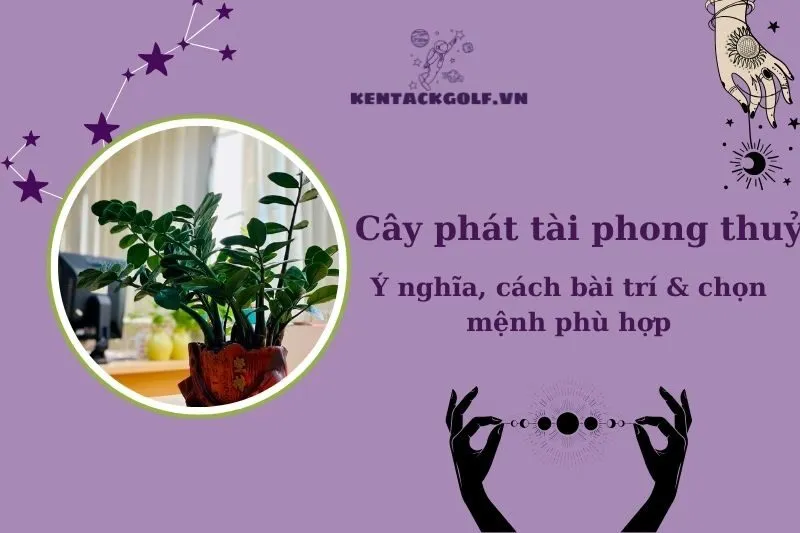Cây Phát Tài Phong Thủy: Ý Nghĩa, Cách Chọn Hợp Mệnh Và Bài Trí