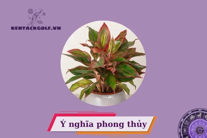 Cây phú quý phong thủy có ý nghĩa gì?