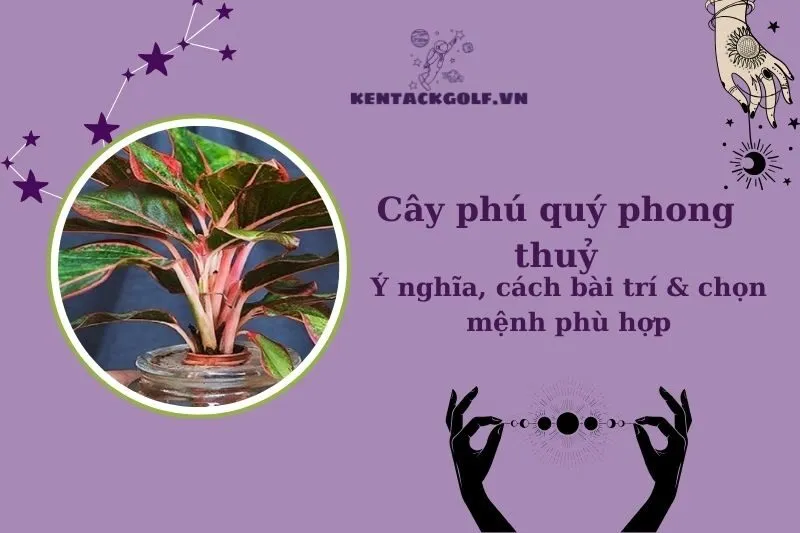 Cây Phú Quý Phong Thủy: Ý Nghĩa, Công Dụng và Cách Trồng Chuẩn