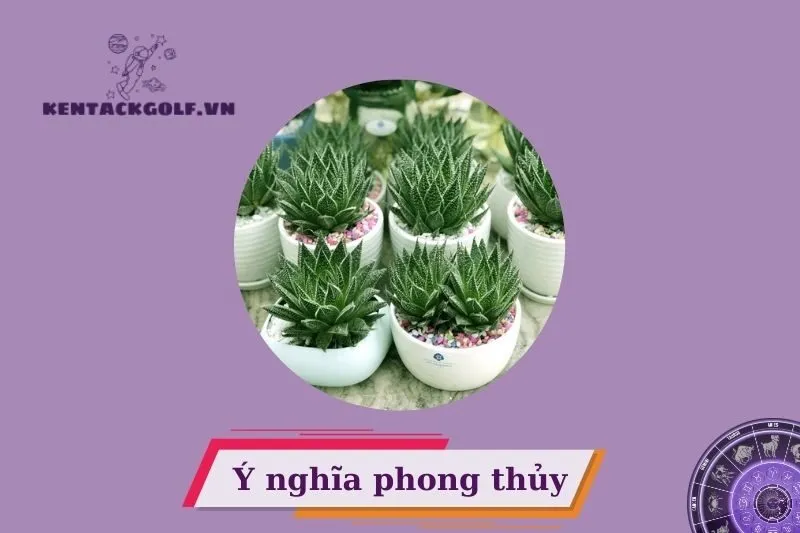 Cây sen đá phong thủy là gì? Đặc điểm và ý nghĩa trong phong thủy