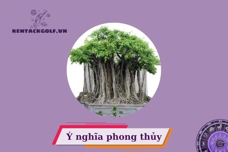 Cây Si Cảnh Phong Thủy Có Ý Nghĩa Gì?