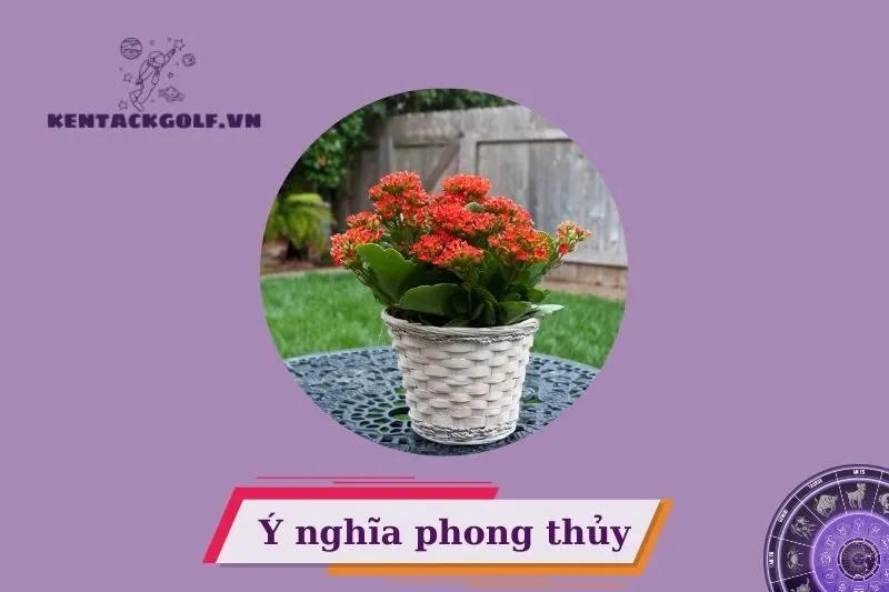 Cây sống đời phong thủy là gì?