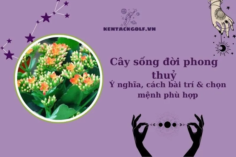 Cây sống đời phong thủy: Ý nghĩa, công dụng và cách trồng chuẩn