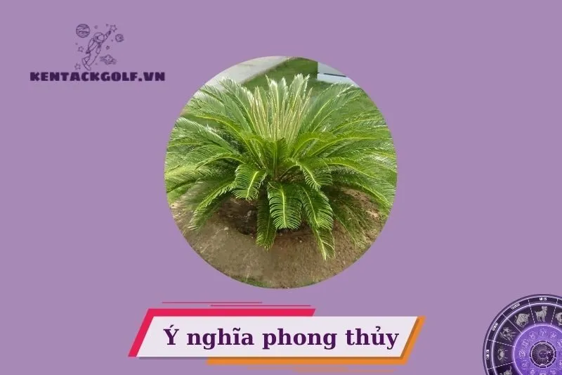 Cây thiên tuế phong thủy là gì?