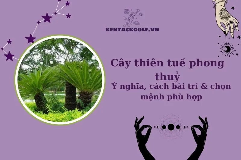 Khám phá cây thiên tuế phong thủy: Ý nghĩa, cách trồng và bài trí