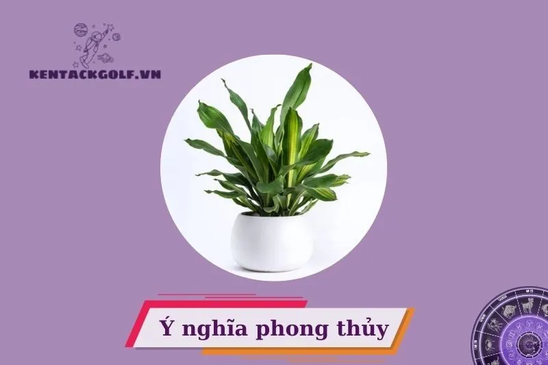 Cây thiết mộc lan phong thủy là gì? Ý nghĩa và công dụng trong đời sống