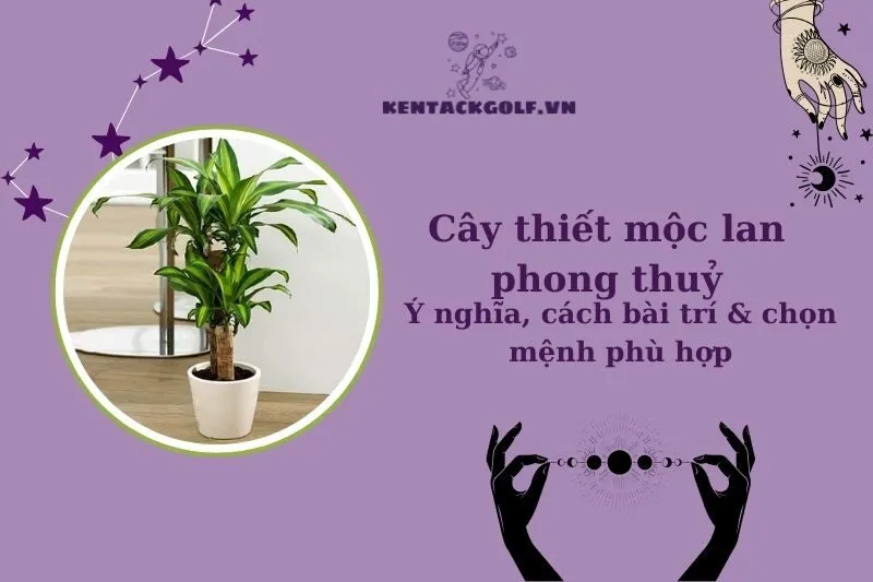 Cây thiết mộc lan phong thủy: Ý nghĩa, cách chăm sóc và đặt cây đúng vị trí