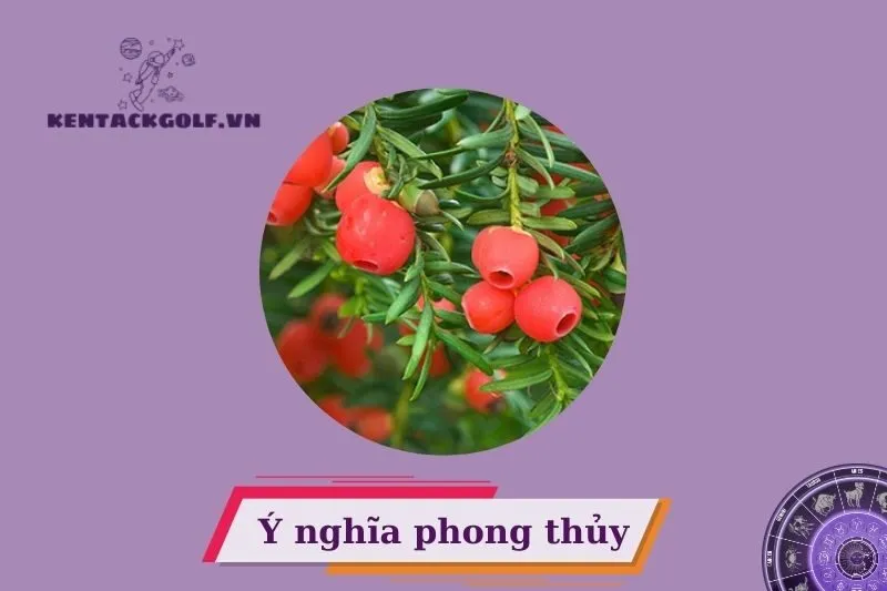 Ý Nghĩa Phong Thủy Của Cây Thông Đỏ