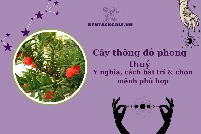 Cây Thông Đỏ Phong Thủy: Ý Nghĩa, Công Dụng & Cách Trồng