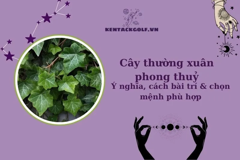Cây Thường Xuân Phong Thủy: Ý Nghĩa, Công Dụng Và Cách Trồng