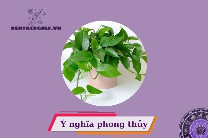 Cây trầu bà là gì? Ý nghĩa và công dụng