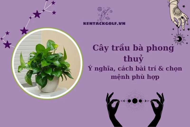 Cây trầu bà phong thuỷ: Ý nghĩa, cách chọn hợp mệnh và bài trí